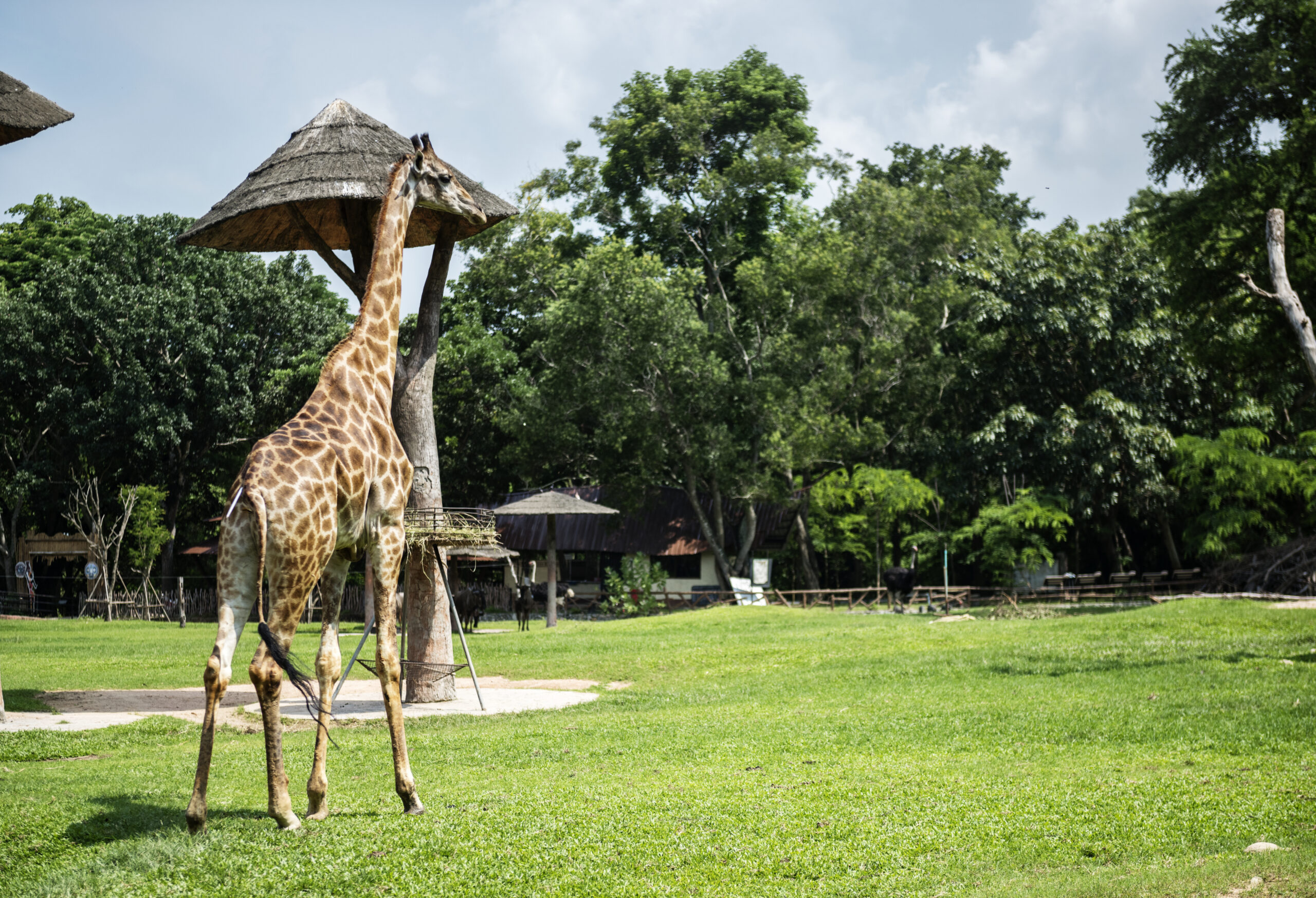 bali zoo