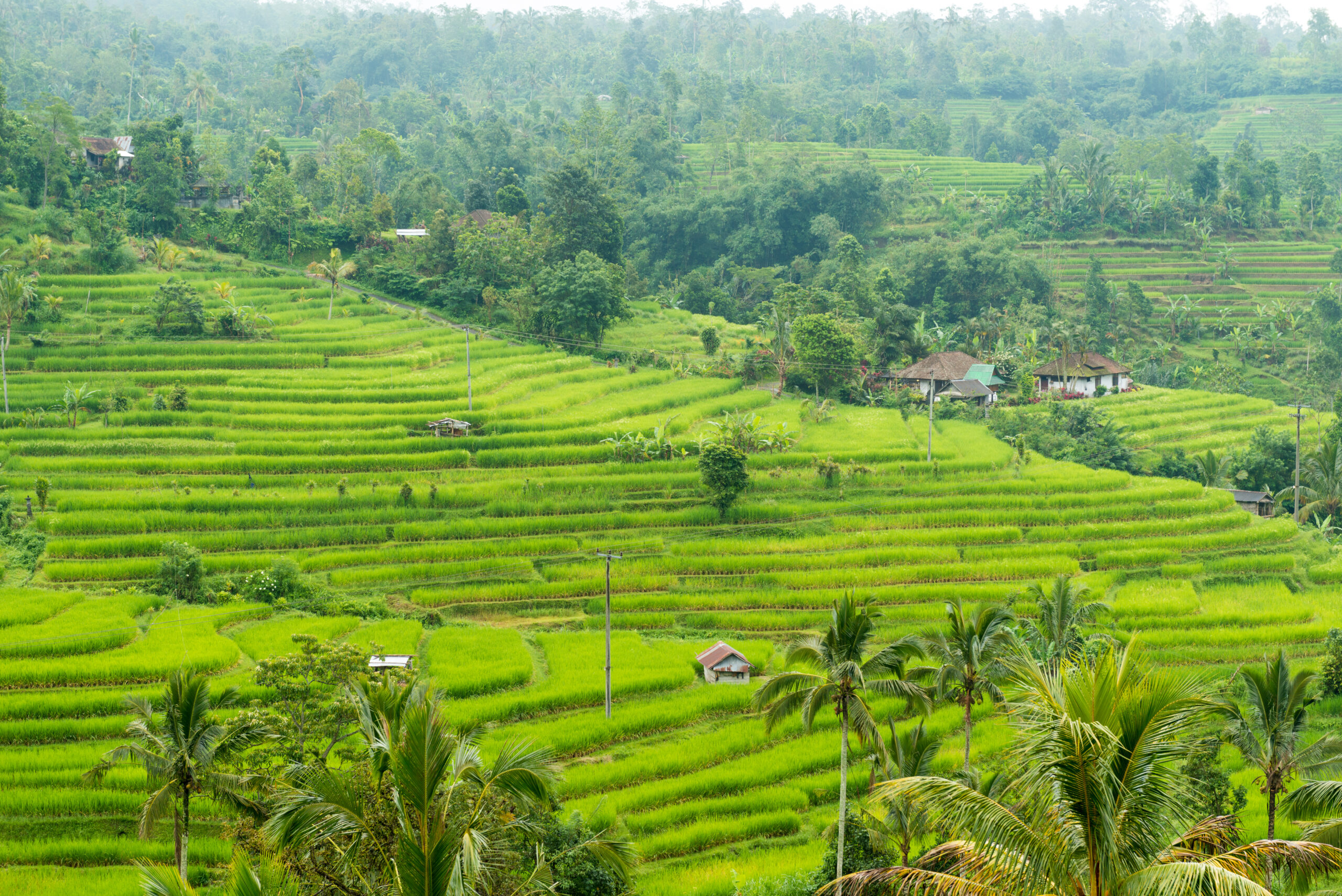 Rice paddies